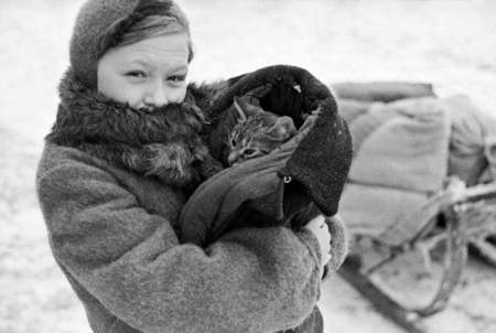 Кошки спасли блокадный Ленинград от полчищ крыс