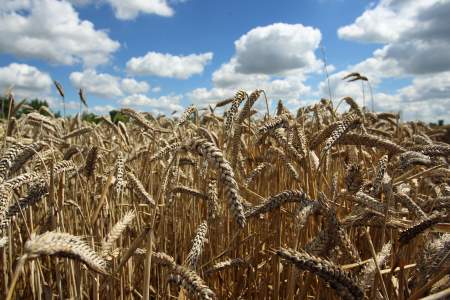 Россия превратит пшеницу в оружие и оставит мир без хлеба?