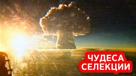 Как советские военные вырастили самой большой в мире гриб